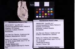 Foto (Objekt + Etiketten) von Culmenformosa glaessneri (Robins, Feldmann & Schweitzer, 2013) (NHMW-GEO-1990-0041-0491)